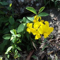 Crotalaria walkeri Arn.